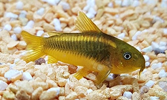 Fische Ohren Fische Ohren